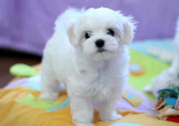 disponibili cuccioli di maltese toy per la dozione gratuita | Foto 4