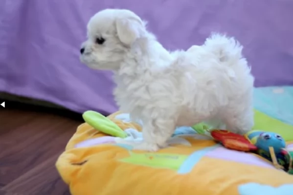 disponibili cuccioli di maltese toy per la dozione gratuita | Foto 2