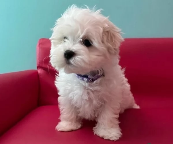 disponibili cuccioli di maltese toy per la dozione gratuita | Foto 5