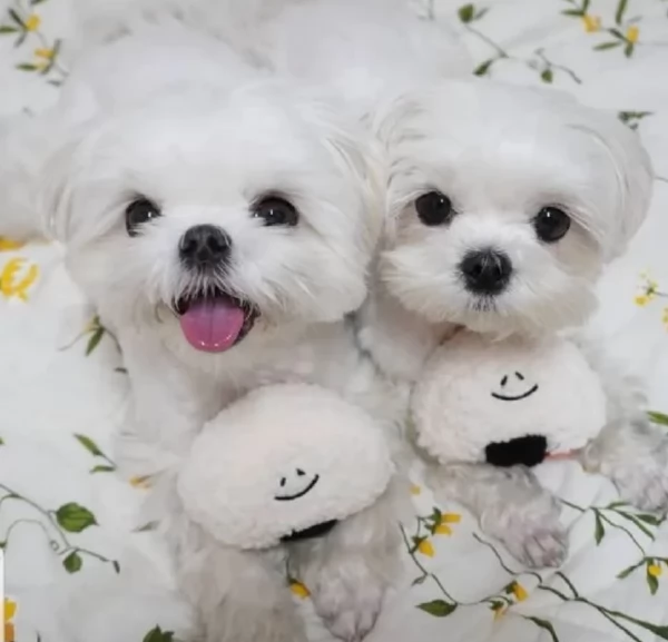 disponibili cuccioli di maltese toy per la dozione gratuita | Foto 3