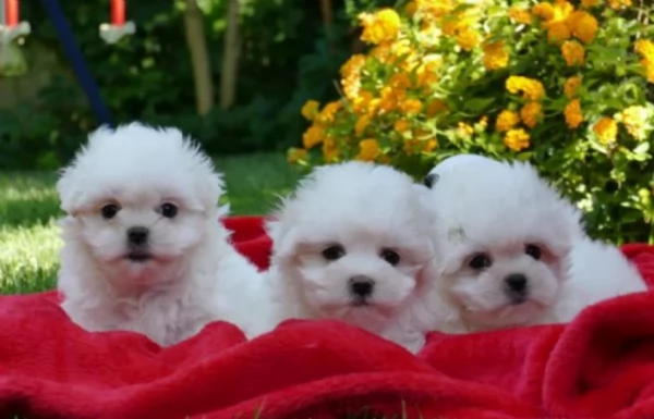 disponibili cuccioli di maltese toy per la dozione gratuita | Foto 2