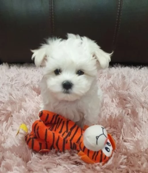 disponibili cuccioli di maltese toy per la dozione gratuita | Foto 0