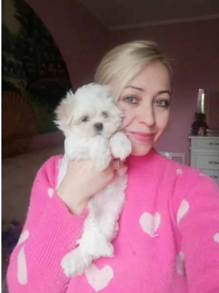 disponibili cuccioli di maltese toy per la dozione gratuita | Foto 4