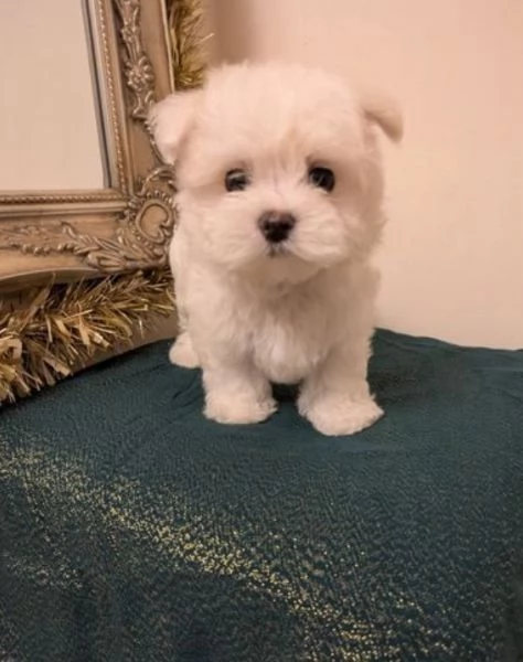 disponibili cuccioli di maltese toy per la dozione gratuita | Foto 3
