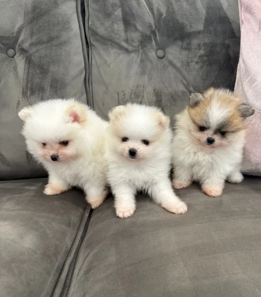 cuccioli di Pomerania toy per la dozione gratuita | Foto 3
