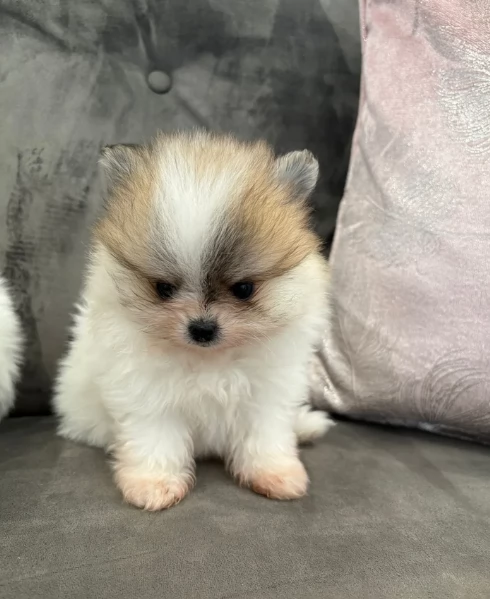  cuccioli di Pomerania toy per la dozione gratuita | Foto 1