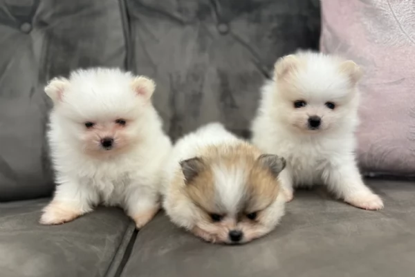  cuccioli di Pomerania toy per la dozione gratuita | Foto 1