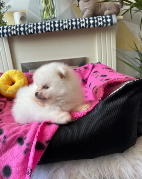  cuccioli di pomerania toy per la dozione gratuita | Foto 6
