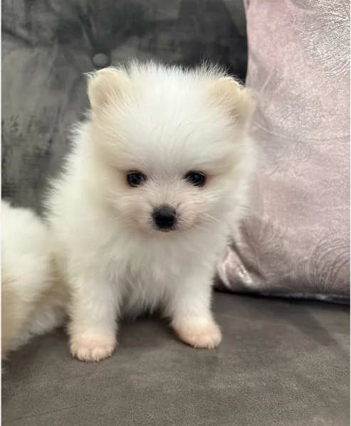  cuccioli di pomerania toy per la dozione gratuita | Foto 0