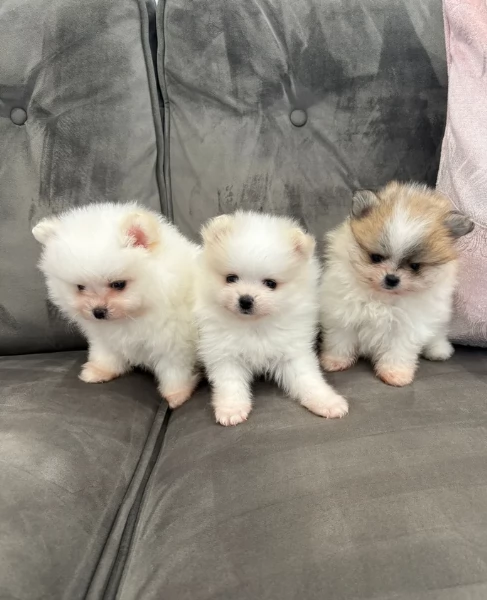  cuccioli di pomerania toy per la dozione gratuita | Foto 1