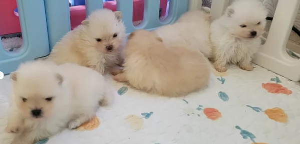  cuccioli di pomerania toy per la dozione gratuita | Foto 5