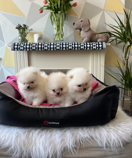  cuccioli di pomerania toy per la dozione gratuita | Foto 0