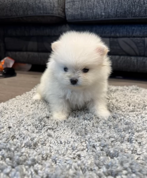  cuccioli di pomerania toy per la dozione gratuita | Foto 6