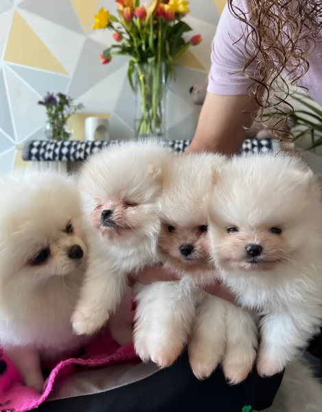  cuccioli di pomerania toy per la dozione gratuita | Foto 5