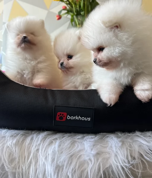  cuccioli di pomerania toy per la dozione gratuita | Foto 4
