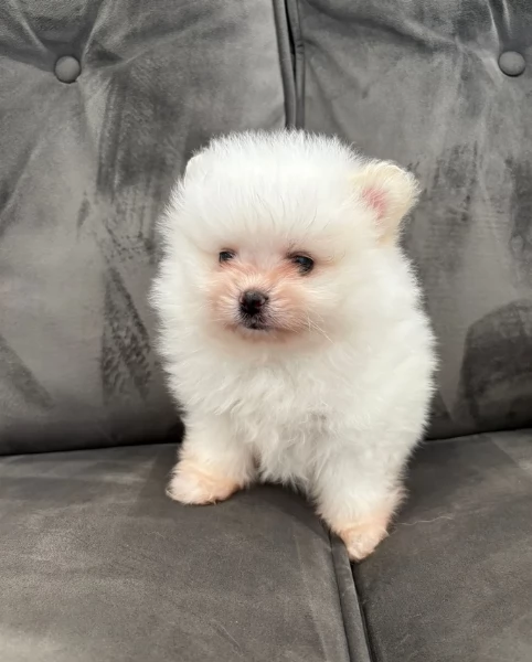  cuccioli di pomerania toy per la dozione gratuita | Foto 4