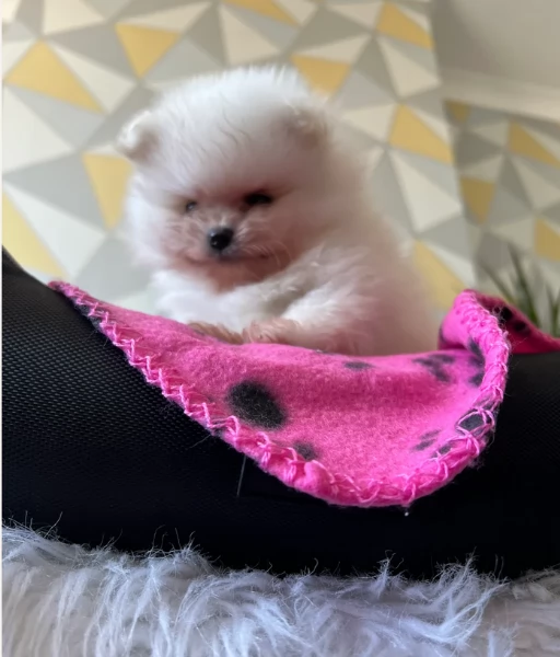  cuccioli di pomerania toy per la dozione gratuita | Foto 0