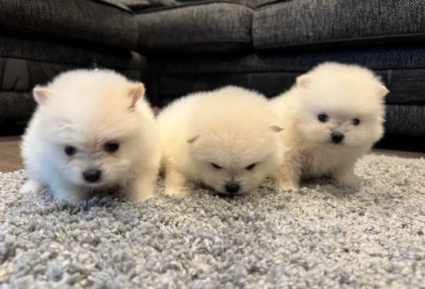 cuccioli di pomerania toy per la dozione gratuita
