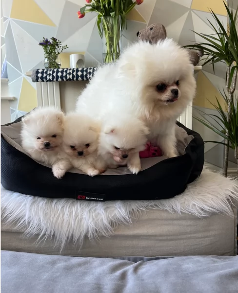  cuccioli di pomerania toy per la dozione gratuita | Foto 2