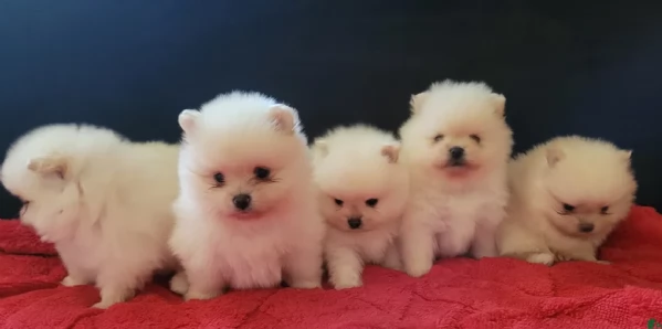  cuccioli di pomerania toy per la dozione gratuita | Foto 0