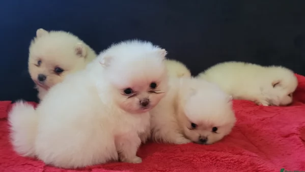  cuccioli di pomerania toy per la dozione gratuita