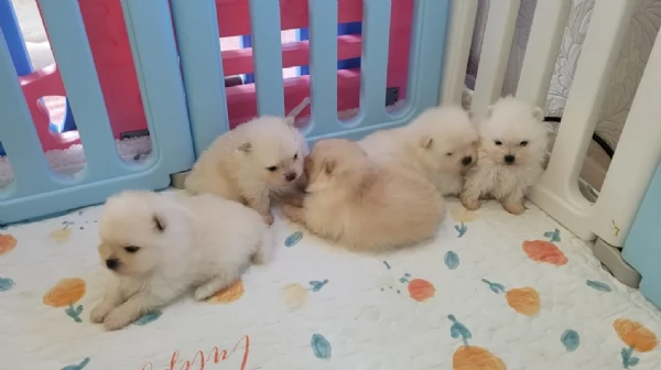  cuccioli di pomerania toy per la dozione gratuita | Foto 5