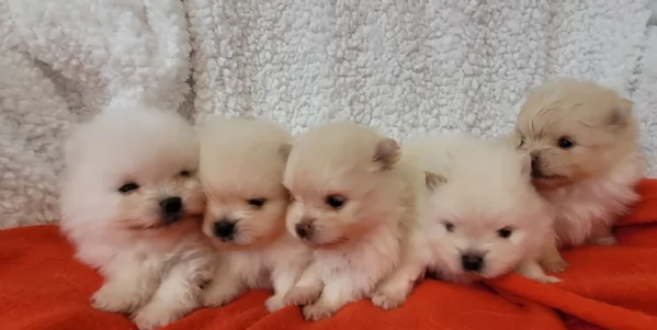  cuccioli di pomerania toy per la dozione gratuita | Foto 4