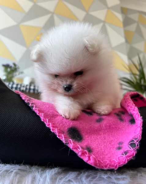  cuccioli di pomerania toy per la dozione gratuita | Foto 1