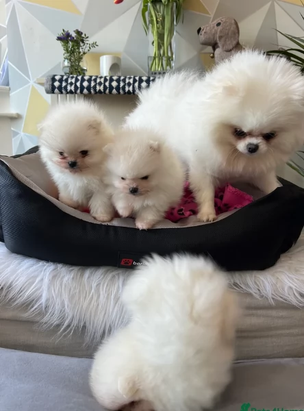  cuccioli di Pomerania toy per la dozione gratuita