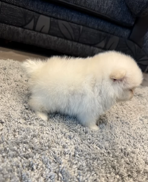  cuccioli di Pomerania toy per la dozione gratuita | Foto 6