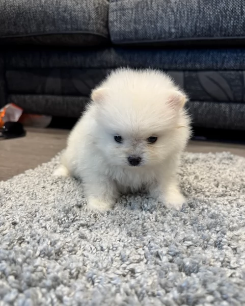  cuccioli di Pomerania toy per la dozione gratuita | Foto 4