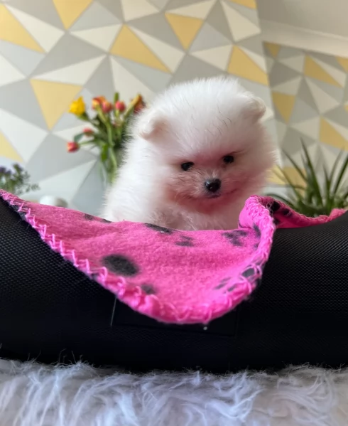  cuccioli di Pomerania toy per la dozione gratuita | Foto 1