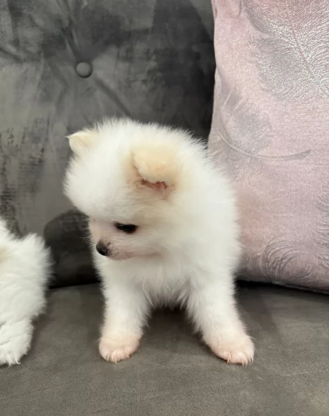  cuccioli di Pomerania toy per la dozione gratuita | Foto 0
