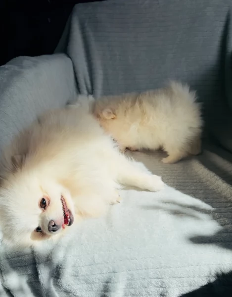  cuccioli di Pomerania toy per la dozione gratuita | Foto 3