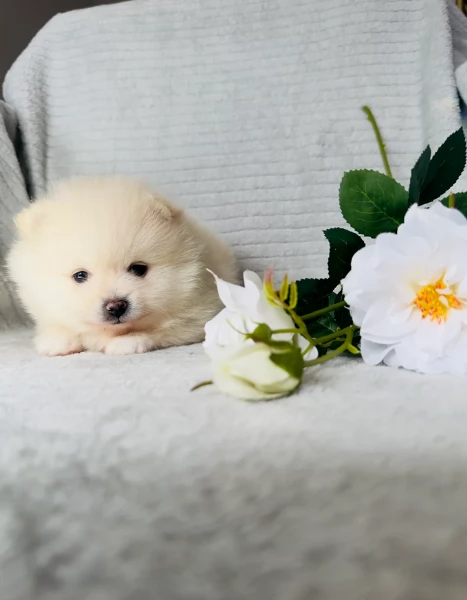  cuccioli di Pomerania toy per la dozione gratuita | Foto 2