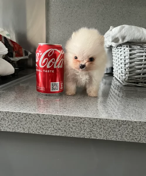  cuccioli di Pomerania toy per la dozione gratuita | Foto 1