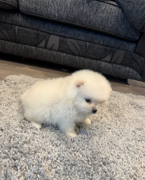  cuccioli di Pomerania toy per la dozione gratuita | Foto 0