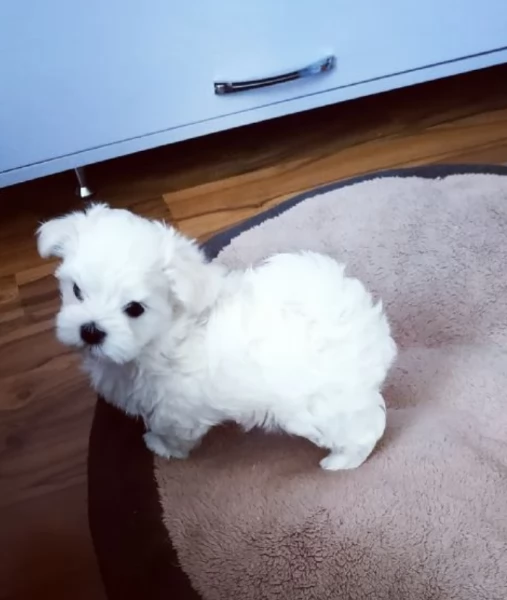disponibili cuccioli di maltese toy per la dozione  | Foto 2