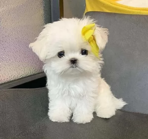 disponibili cuccioli di maltese toy per la dozione  | Foto 1