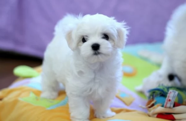 disponibili cuccioli di maltese toy per la dozione  | Foto 0