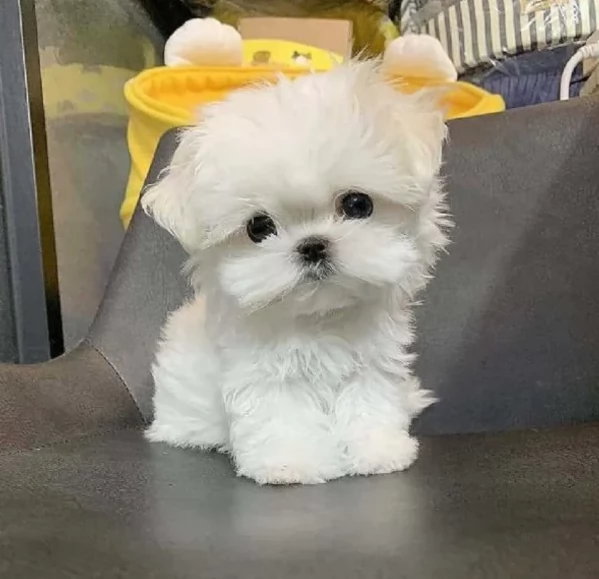 disponibili cuccioli di maltese toy per la dozione 