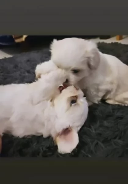 disponibili cuccioli di maltese toy per la dozione 