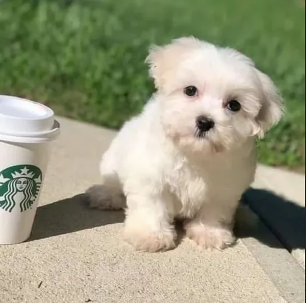 disponibili cuccioli di maltese toy per la dozione  | Foto 0
