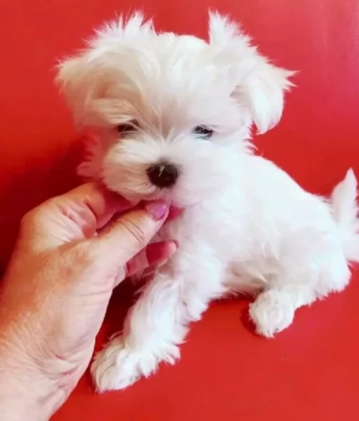 disponibili cuccioli di maltese toy per la dozione  | Foto 5