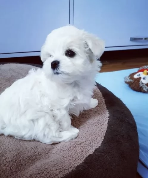 disponibili cuccioli di maltese toy per la dozione  | Foto 3