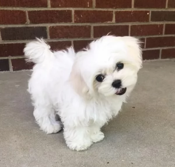 disponibili cuccioli di maltese toy per la dozione  | Foto 4
