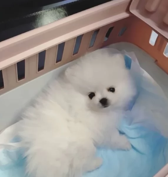 disponibili cuccioli di maltese toy per la dozione  | Foto 3