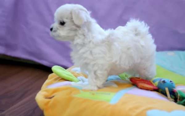 disponibili cuccioli di maltese toy per la dozione  | Foto 2