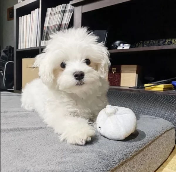 disponibili cuccioli di maltese toy per la dozione  | Foto 5