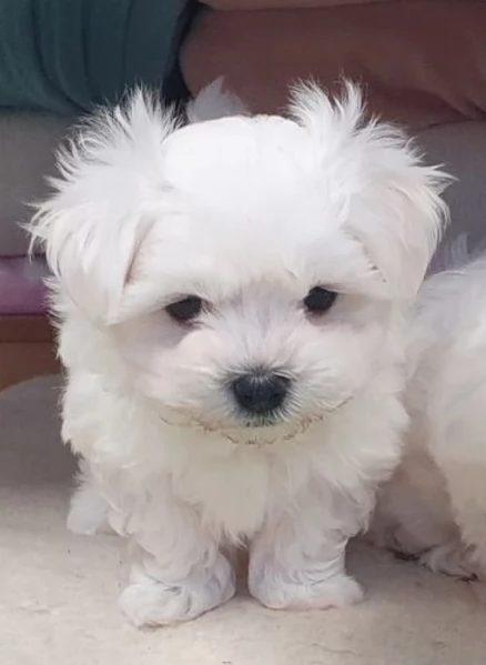 disponibili cuccioli di maltese toy per la dozione  | Foto 4